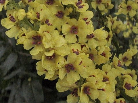 Verbascum chaixii