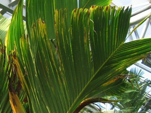Verschaffeltia splendida