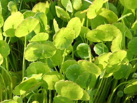 Hydrocotyle vulgaris