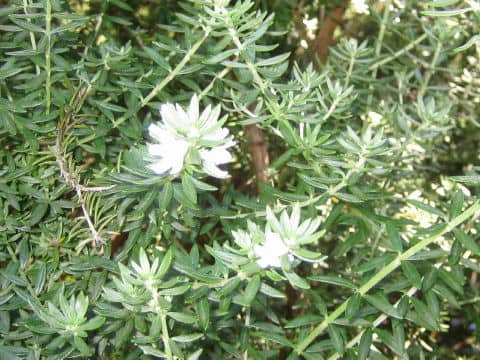 Westringia fruticosa