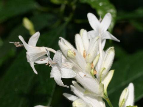 Whitfieldia elongata