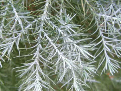 Widdringtonia schwarzii