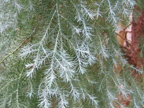 Widdringtonia schwarzii