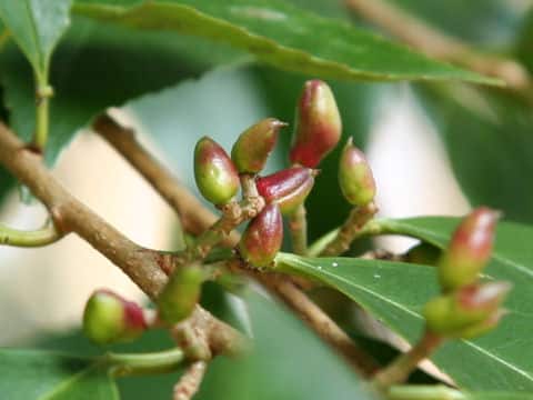 Prunus zippeliana