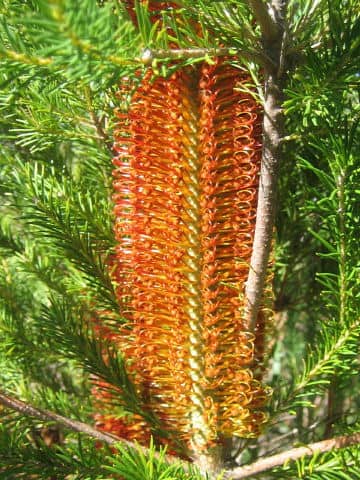 Banksia ericifolia