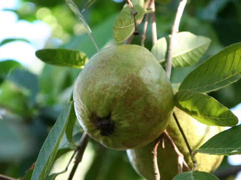 Psidium guajava