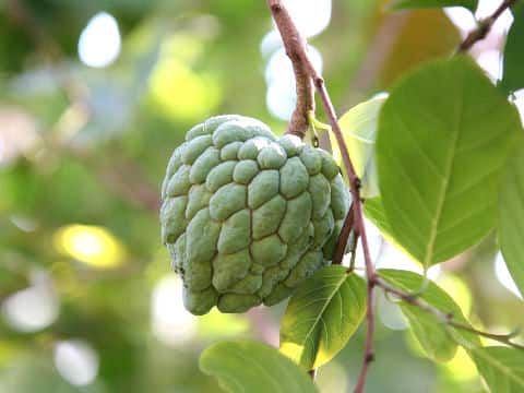 Annona squamosa