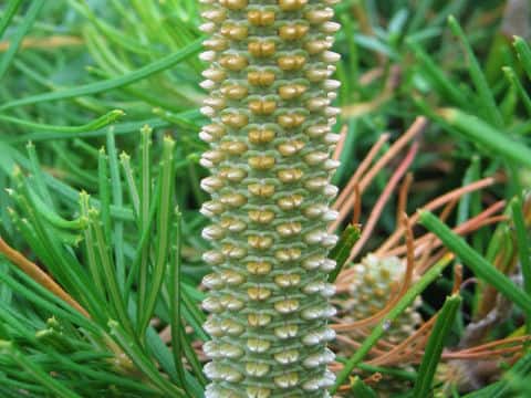 Banksia spinulosa
