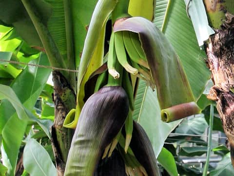 Musa acuminata cv. Williams hybrid