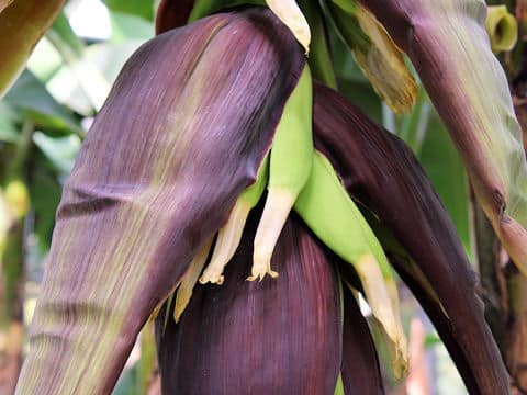 Musa acuminata cv. Williams hybrid