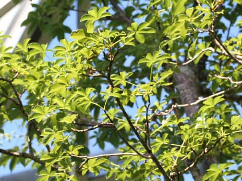 Adansonia digitata