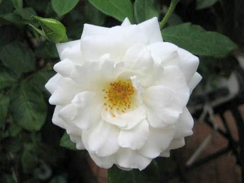 Rosa cv.