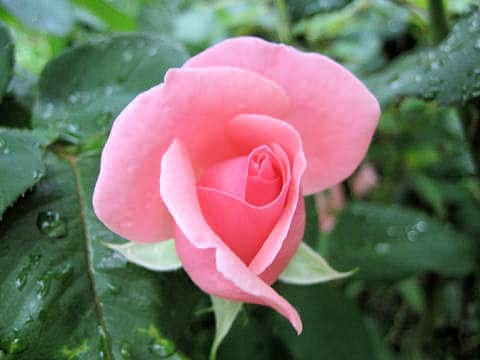 Rosa cv.