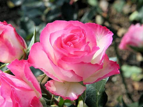 Rosa cv. Strawberry Ice