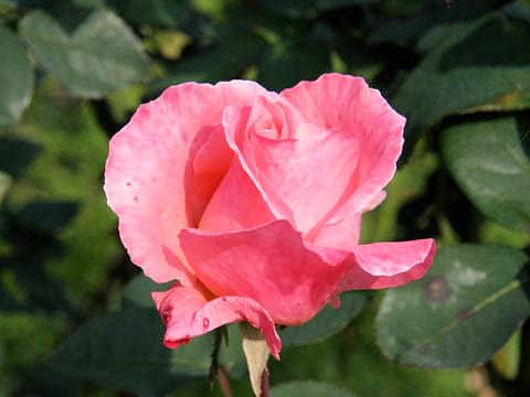 Rosa cv. Salmon Gaujard