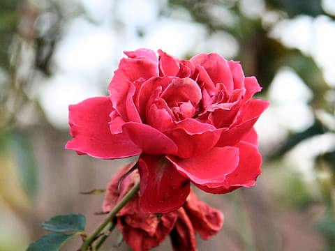 Rosa cv. Grand Canyon