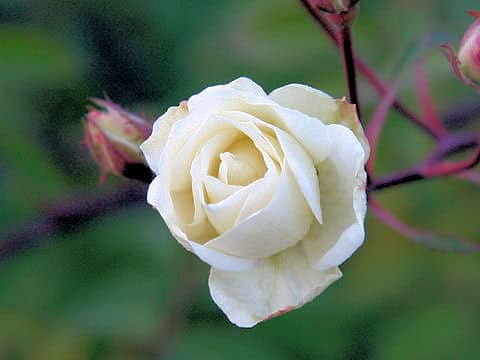 Rosa cv. Moonlight