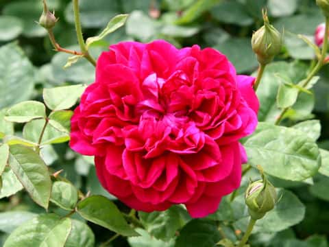 Rosa cv. Dark Lady