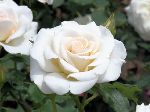 Rosa cv. French Lace