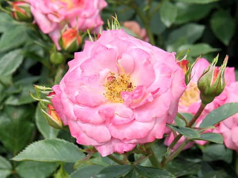 Rosa cv. Kaleidoscope