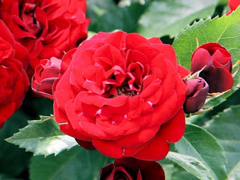 Rosa cv. Lavaglut