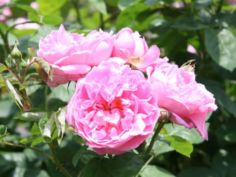Rosa cv. Mary Rose