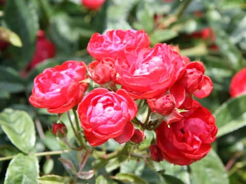 Rosa cv. Meiwonder