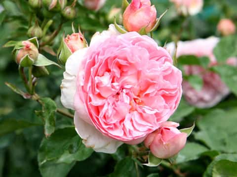 Rosa cv. Radio Times