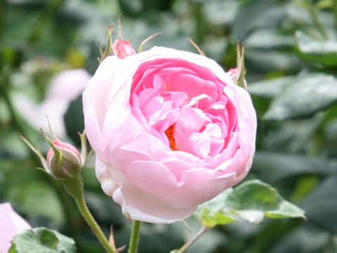 Rosa cv. Scepterd Isle