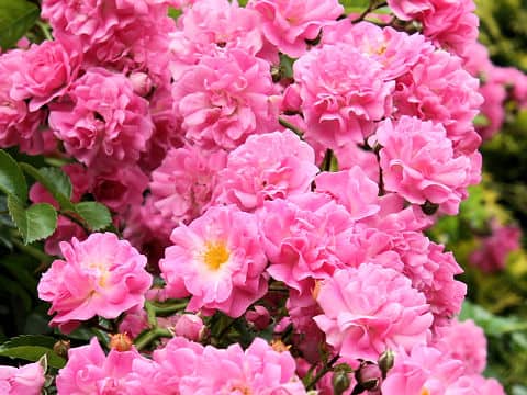 Rosa cv. Lady Gay