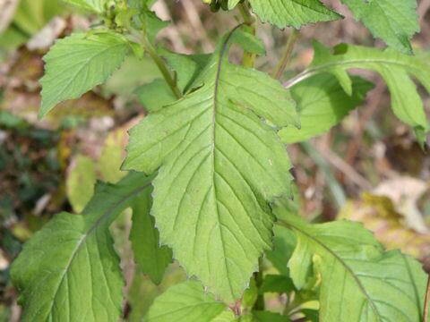 Crassocephalum crepidioides