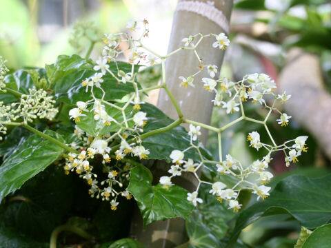 Begonia convolvulacea