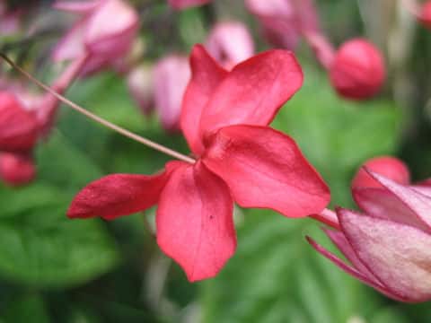 Clerodendrum x speciosum