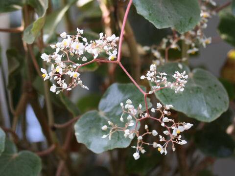 Begonia kellermanii