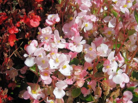 Begonia semperflorens