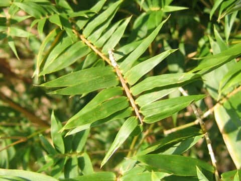 Bambusa multiplex var. elegans