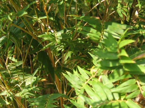 Bambusa multiplex var. elegans