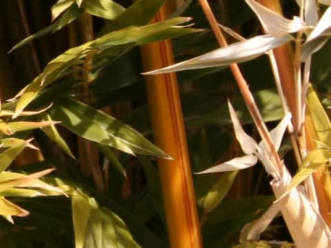 Bambusa multiplex var. elegans
