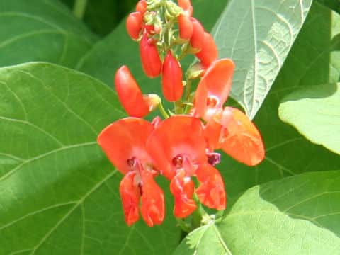 Phaseolus coccineus
