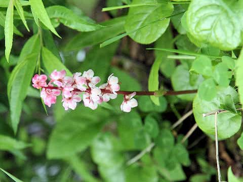 Pyrola incarnata