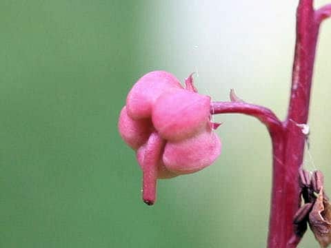 Pyrola incarnata
