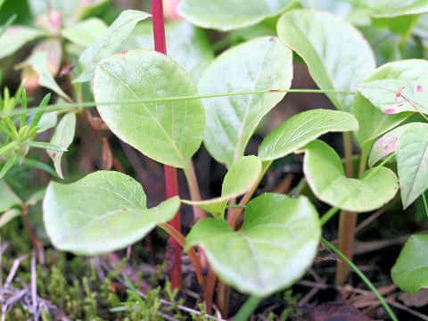 Pyrola incarnata