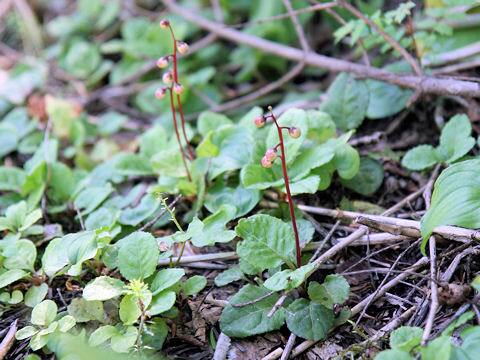 Pyrola incarnata