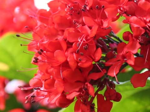 Clerodendrum splendens