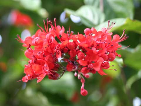 Clerodendrum splendens
