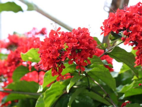 Clerodendrum splendens