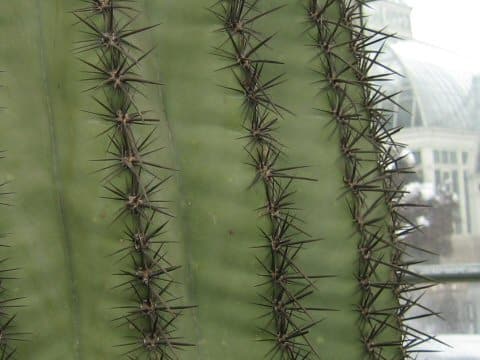 弁慶柱(ベンケイチュウ)はどんな植物? わかりやすく解説 Weblio辞書 弁慶柱(ベンケイチュウ)はどんな植物? わかりやすく解説 Weblio辞書