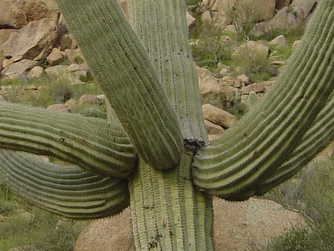 Carnegiea gigantea(ベンケイチュウ)はどんな植物？ わかり