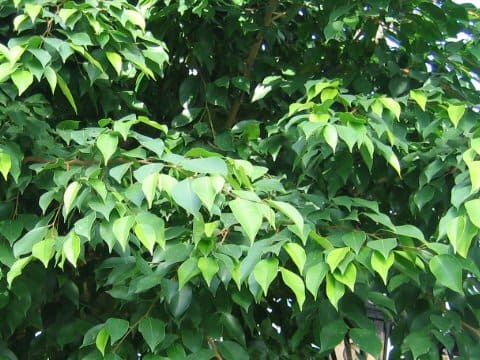Ficus benjamina