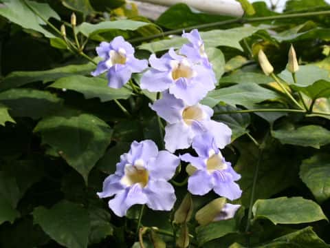 Thunbergia grandiflora